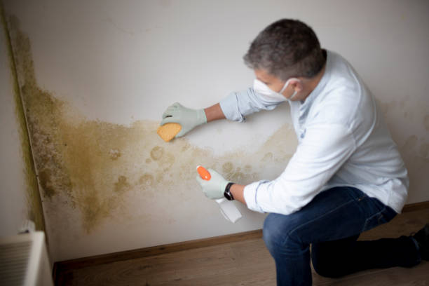 Best Mold Documentation for Insurance Claims  in Vevay, IN