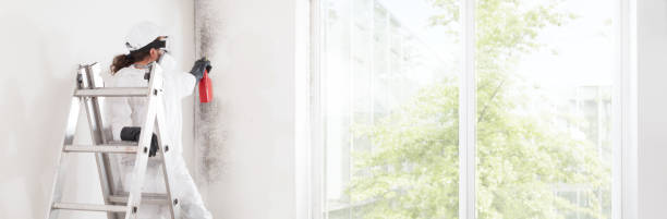 Trusted Vevay, IN Mold Removal Experts